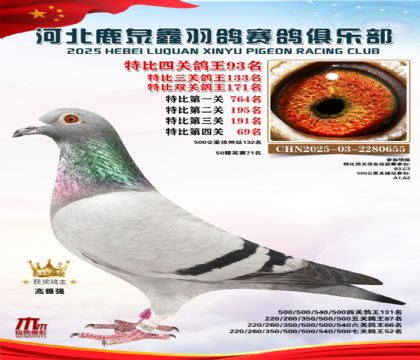 特比四關(guān)鴿王93名