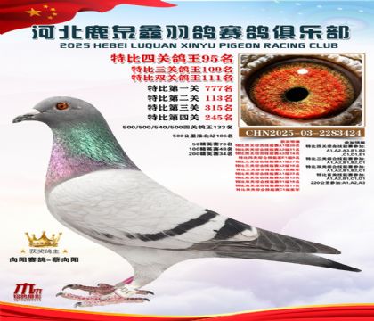 特比四關(guān)鴿王95名