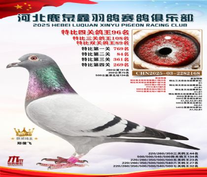 特比四關(guān)鴿王96名