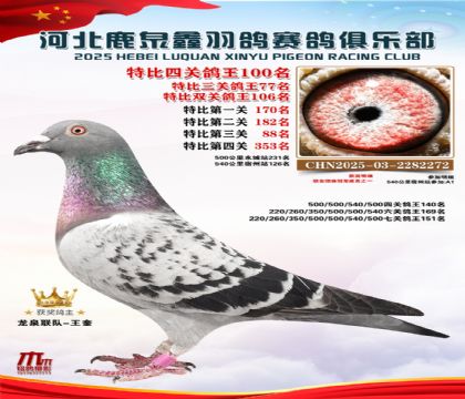 特比四關(guān)鴿王100名