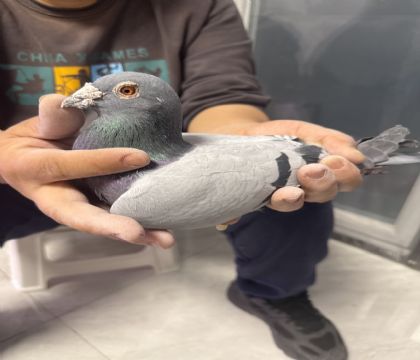 11.P(gun)4QِM(jn)(jing)