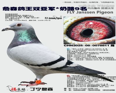 詹森鴿王雙亞軍/奶酪9名