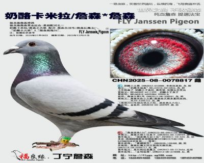 奶酪卡米拉/詹森/詹森