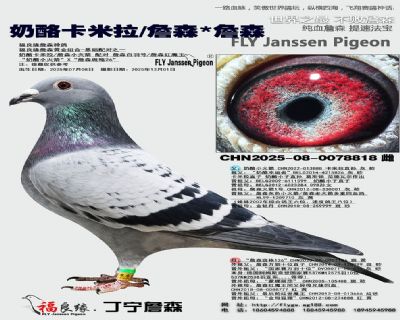 奶酪卡米拉/詹森/詹森