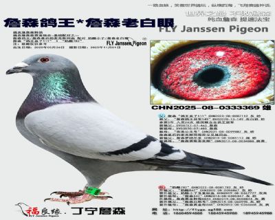 詹森鴿王/詹森老白眼