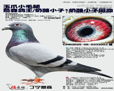 玉爪小毛腿 詹森鴿王/奶酪小子/奶酪小子