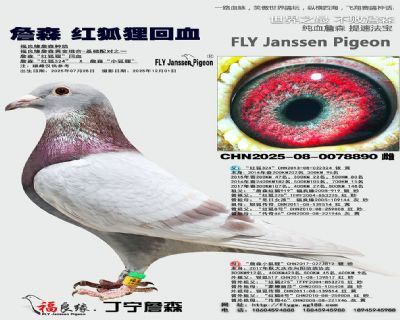 詹森紅狐貍回血