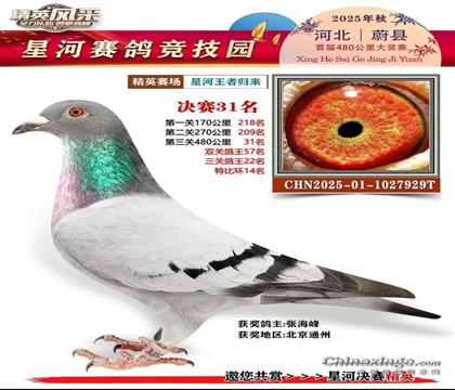 平輩鴿之一公棚決賽31