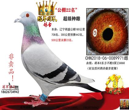 外祖母一公棚決賽22名(國王號)