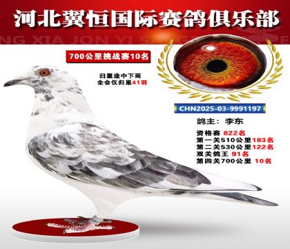 血戰(zhàn)到底秋季700公里全會(huì)僅歸巢41羽10名