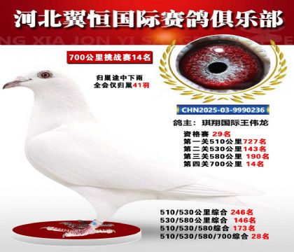 血戰(zhàn)到底秋季700公里全會(huì)僅歸巢41羽14名