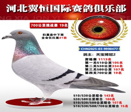 血戰(zhàn)到底秋季700公里全會(huì)僅歸巢41羽19名