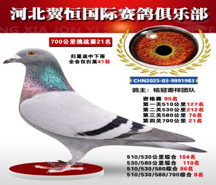 血戰(zhàn)到底秋季700公里全會(huì)僅歸巢41羽21名