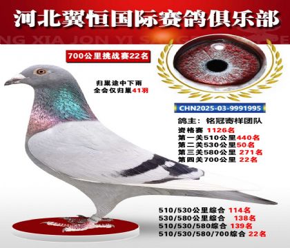 血戰(zhàn)到底秋季700公里全會(huì)僅歸巢41羽22名