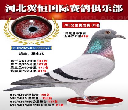 血戰(zhàn)到底秋季700公里全會(huì)僅歸巢41羽31名