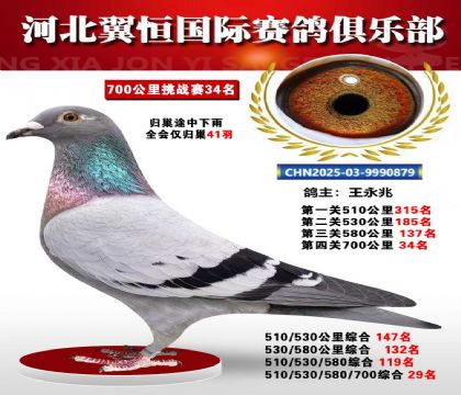 血戰(zhàn)到底秋季700公里全會(huì)僅歸巢41羽34名