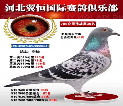 血戰(zhàn)到底秋季700公里全會(huì)僅歸巢41羽39名