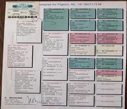 原始血統(tǒng)書(shū)