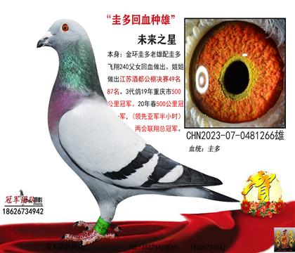 祖父一金環(huán)圭多直子