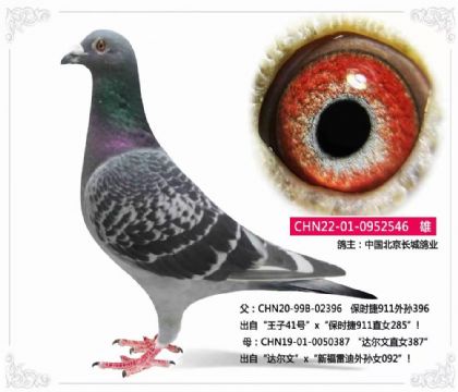 L(zhng)I(y)r(sh)911ֱϵ