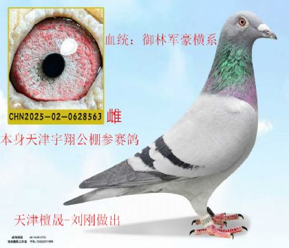 天津檀晟劉剛送天津宇翔公棚參賽鴿御林軍豪橫系