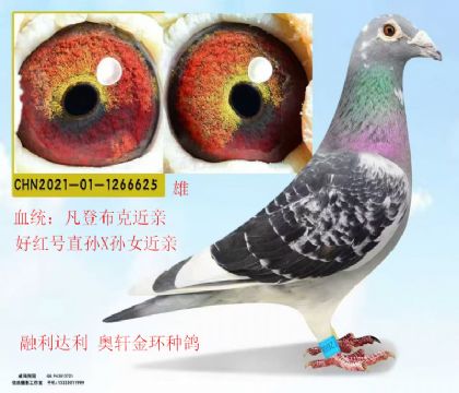 融利達(dá)利奧軒做出金環(huán)凡登布克近親