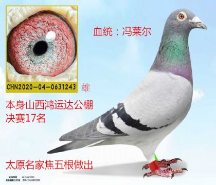 太原名家焦五根做出鴻運(yùn)達(dá)決賽17名馮萊爾