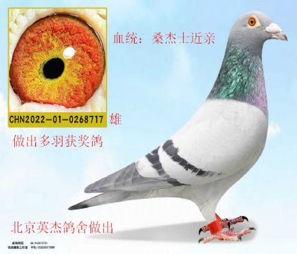 北京英杰鴿舍做出桑杰士近親
