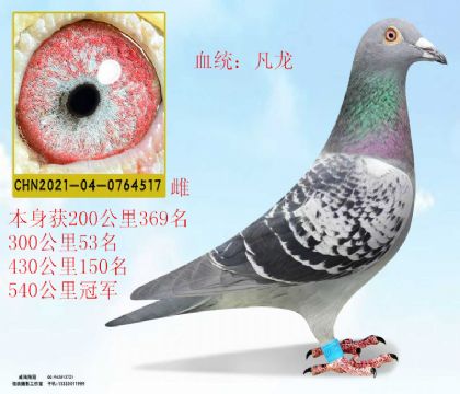 540公里冠軍多次成績(jī)凡龍