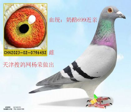 搜鴿網(wǎng)楊榮做出奶酪699近親