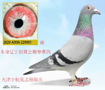 宇航張志剛送遼寧創(chuàng)翼公棚參賽鴿