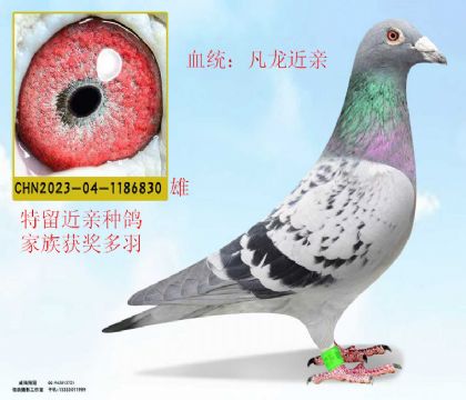 凡龍近親特留種鴿