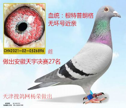 搜鴿網(wǎng)楊榮做出根特普郎格無(wú)環(huán)號(hào)