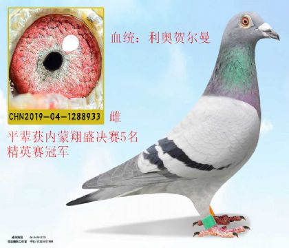 內(nèi)蒙翔盛公棚精英賽冠軍平輩利奧