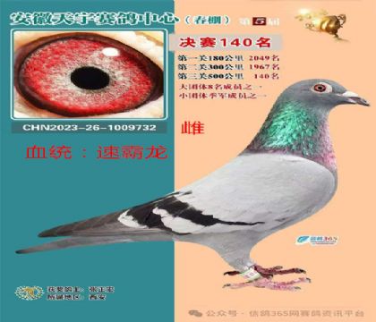 安徽天宇公棚決賽140名速霸龍