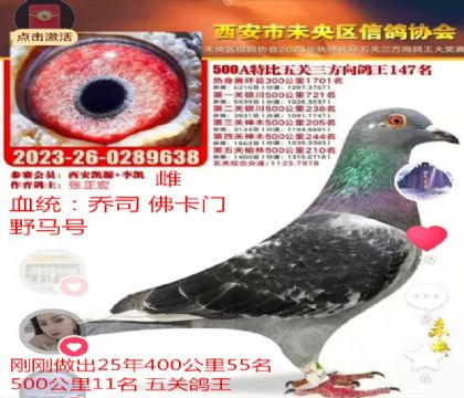 西安未央五關(guān)三方向鴿王147名佛卡門野馬號(hào)