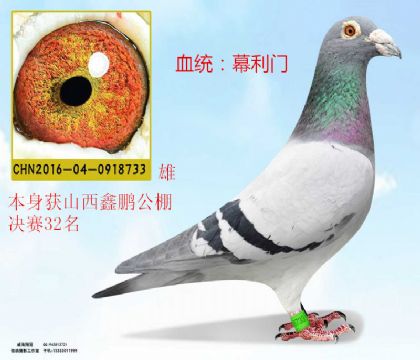 山西鑫棚決賽32名幕利門