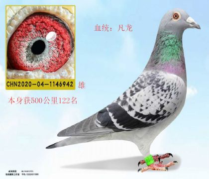 500公里122名凡龍