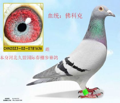 河北久盟春棚參賽鴿佛科克