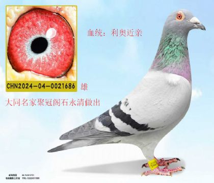 大同名家聚冠閣石永清做出利奧