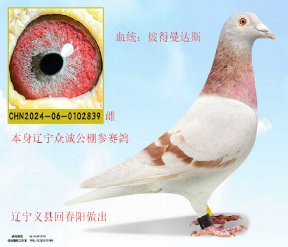 回春陽(yáng)送遼寧眾誠(chéng)參賽鴿彼得曼達(dá)斯