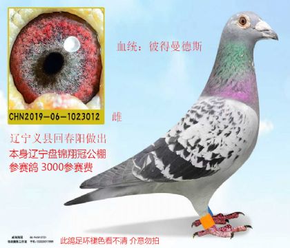 回春陽(yáng)送盤錦翔冠公棚彼得曼德斯