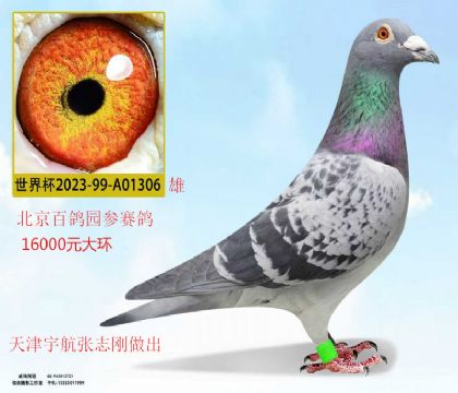 宇航張志剛送北京百鴿園參賽鴿