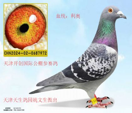 天生鴿園姚文生送天津開(kāi)創(chuàng)公棚利奧