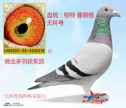 搜鴿網(wǎng)楊榮做出根特普郎格無(wú)環(huán)號(hào)近親