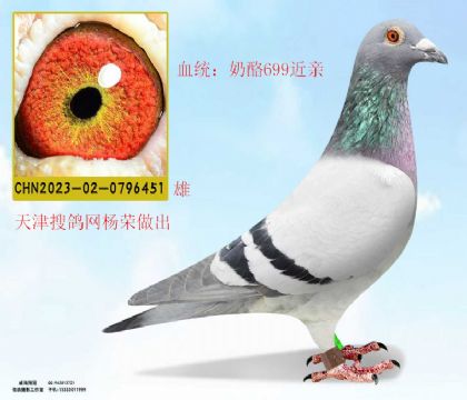 搜鴿網(wǎng)楊榮做出奶酪699