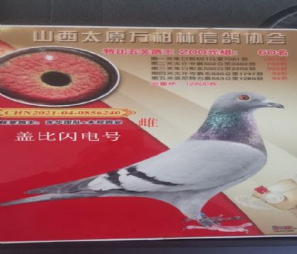 萬(wàn)柏林特比環(huán)五關(guān)鴿王60名蓋比閃電號(hào)