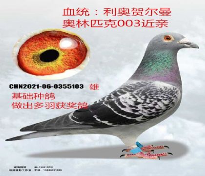 基礎(chǔ)種鴿利奧003近親