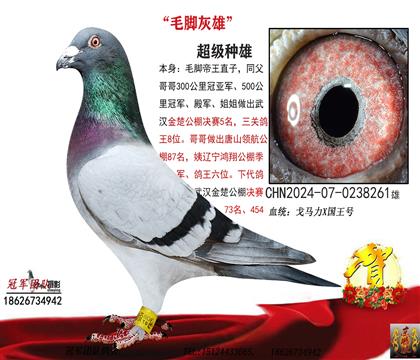 父親一毛腳灰雄