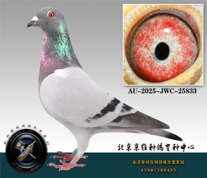 66-AU-2025-JWC-25833